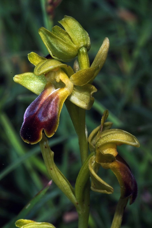 Ophrys fusca 18-05-10